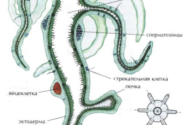 Кракен сайт в тор браузере ссылка